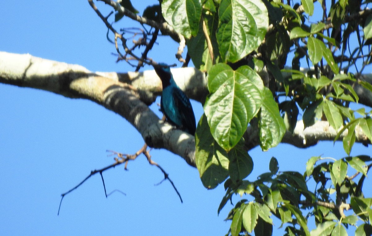 Spangled Cotinga - ML646725439