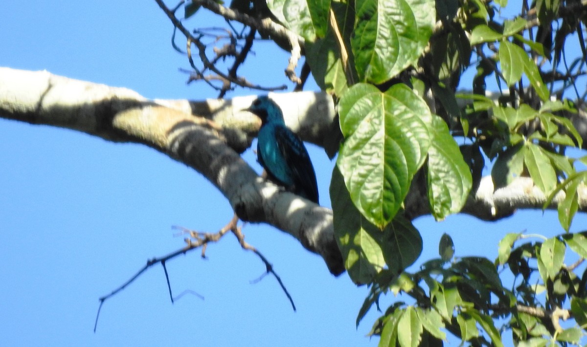 Spangled Cotinga - ML646725440