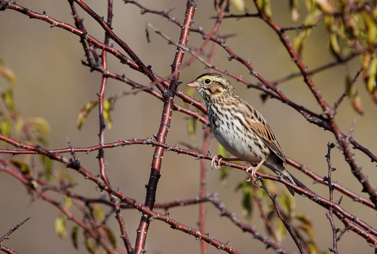 Savannah Serçesi - ML646725441