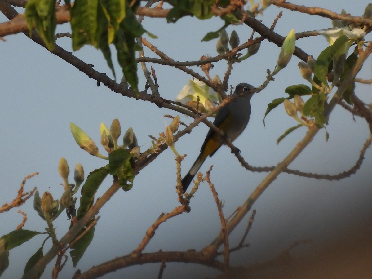 Gray Silky-flycatcher - ML646725443