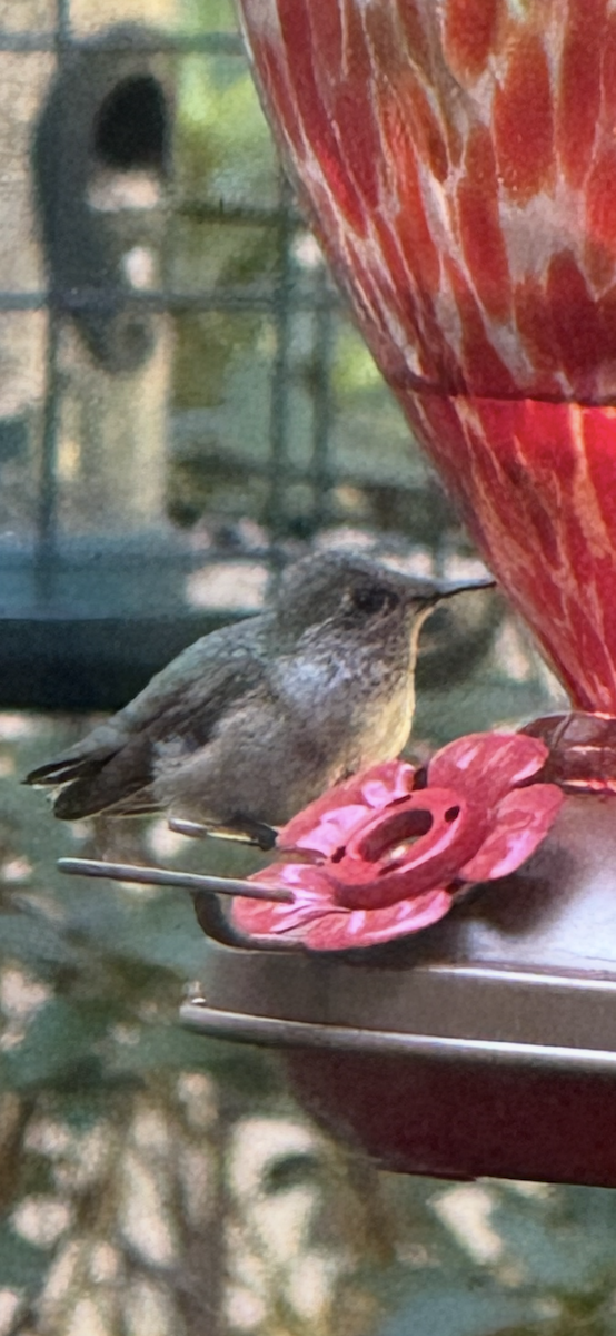 Sternelfe - ML646725446