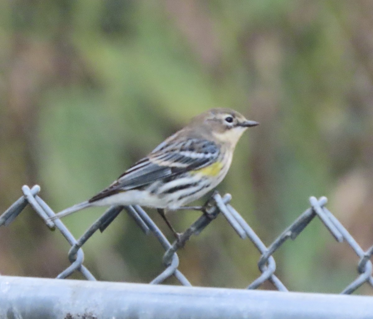 Yellow-rumped Warbler (Myrtle) - ML646725447