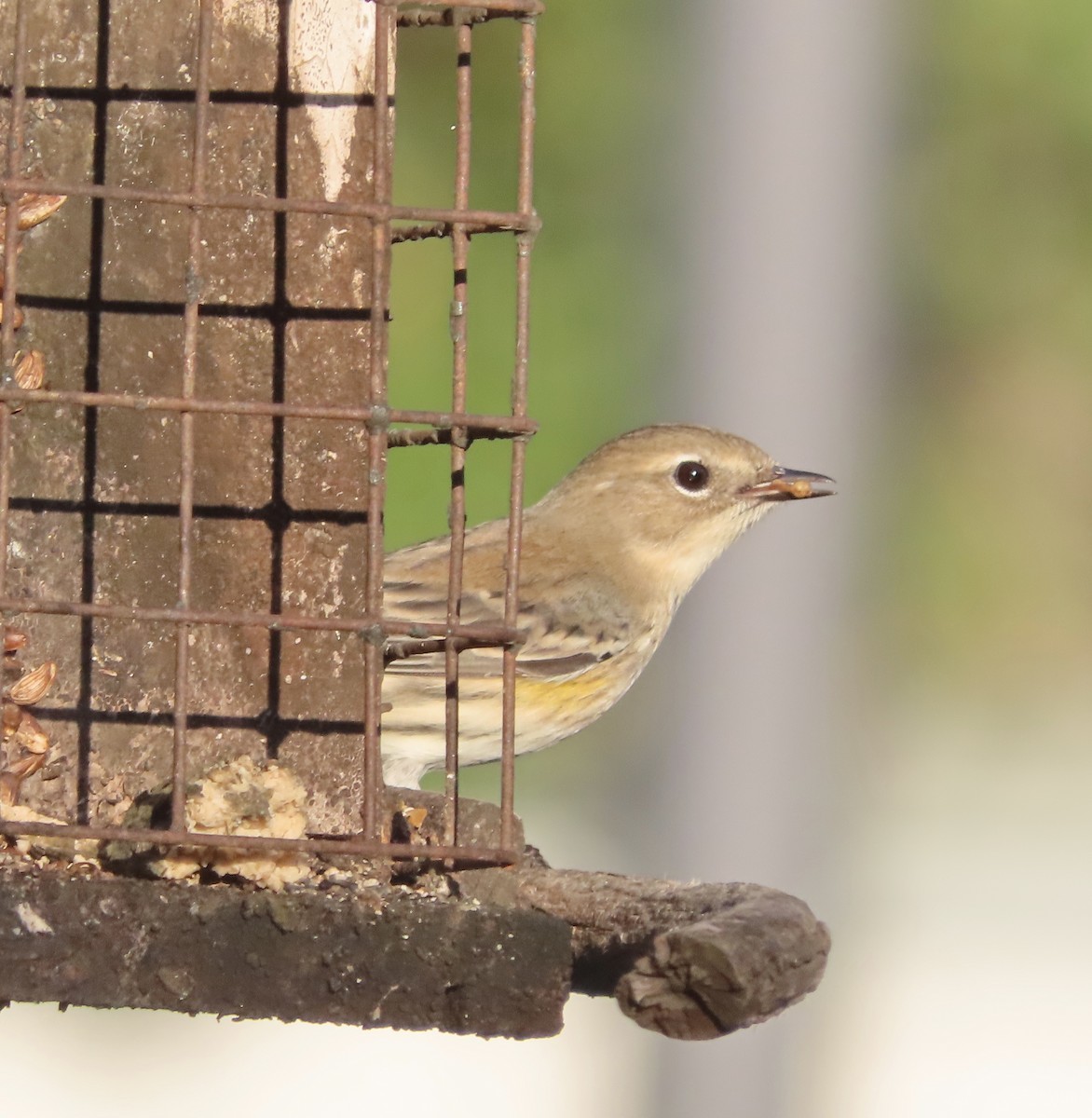 Yellow-rumped Warbler (Myrtle) - ML646725448