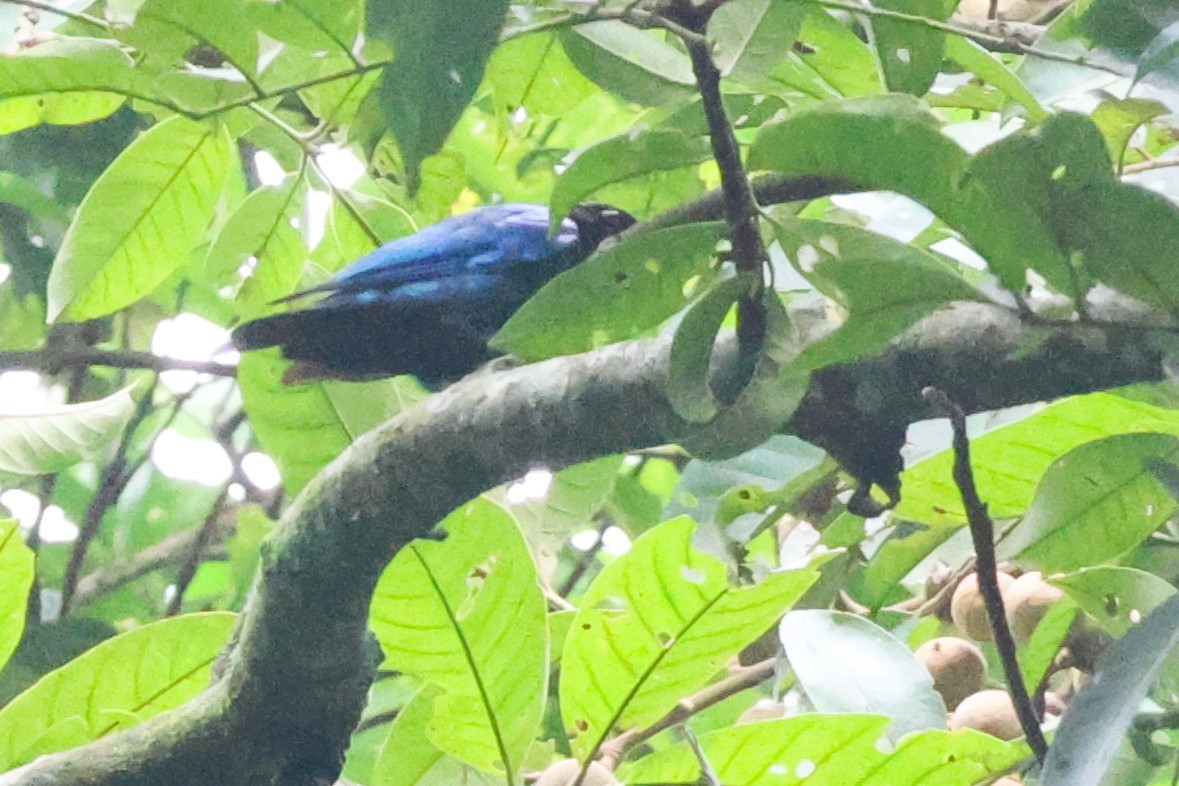 Choucador à tête pourprée - ML646725449