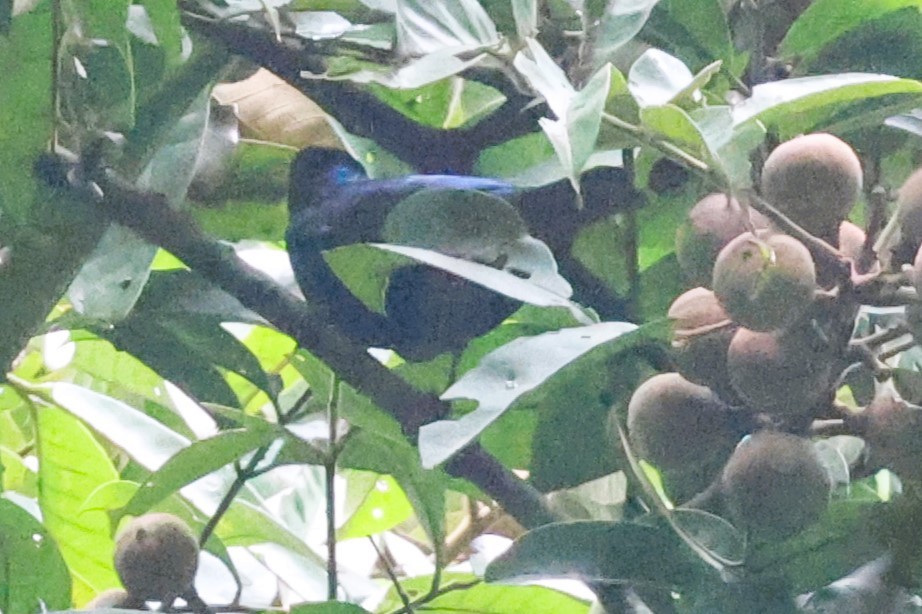 Choucador à tête pourprée - ML646725450