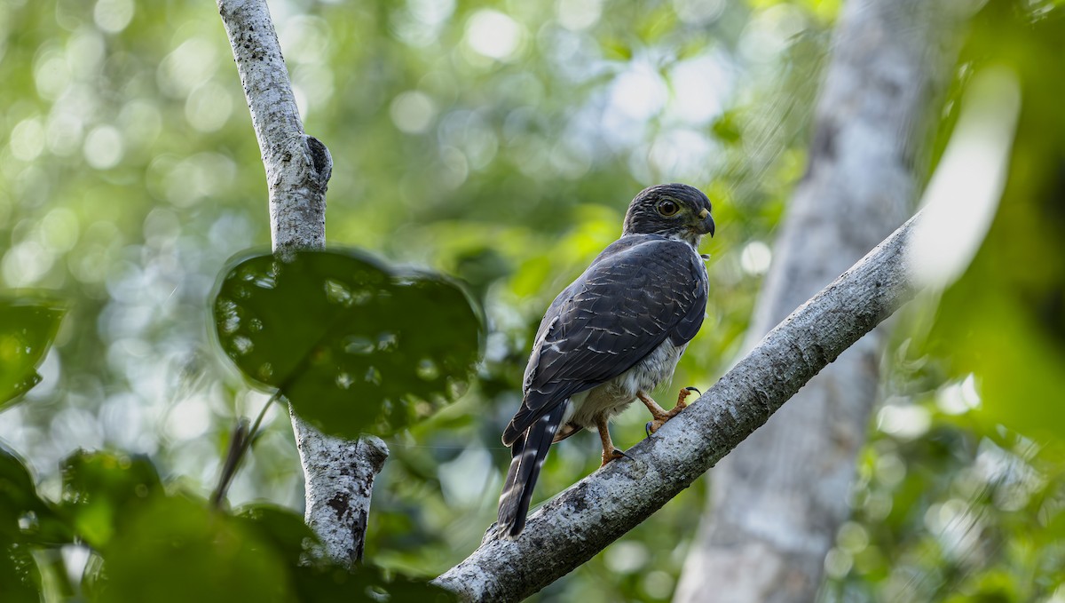 Double-toothed Kite - ML646725452