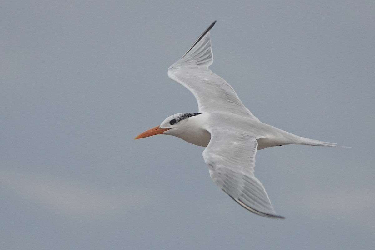 Royal Tern - ML646725457