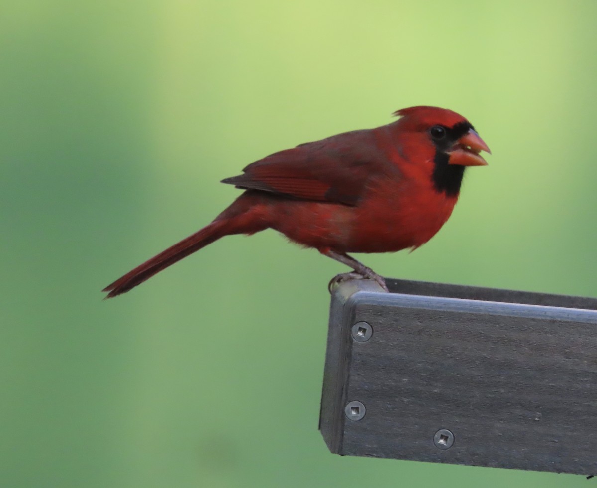 Northern Cardinal - ML646725458