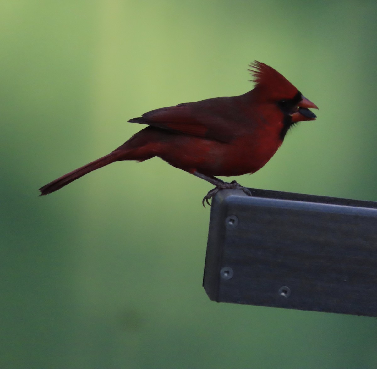Northern Cardinal - ML646725459