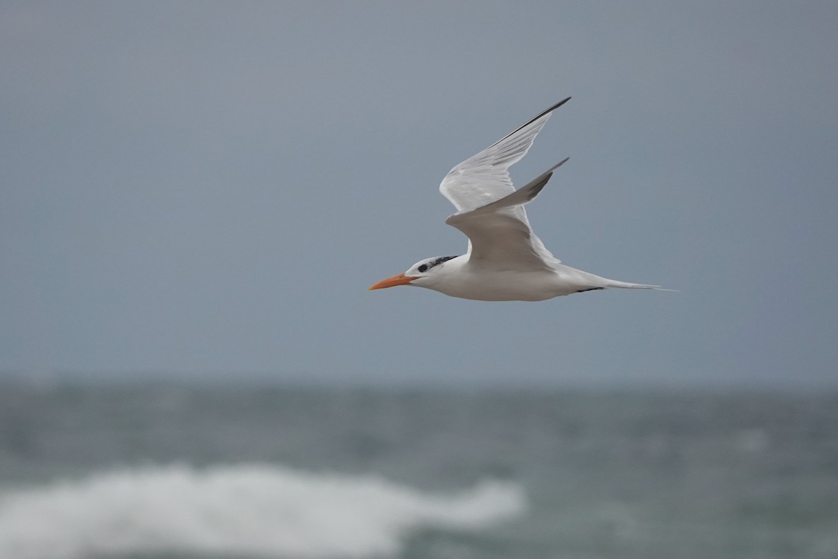 Royal Tern - ML646725460