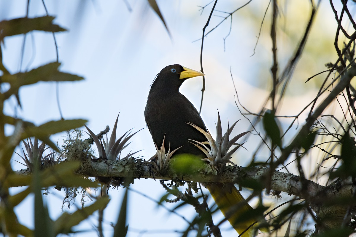 Crested Oropendola - ML646725462