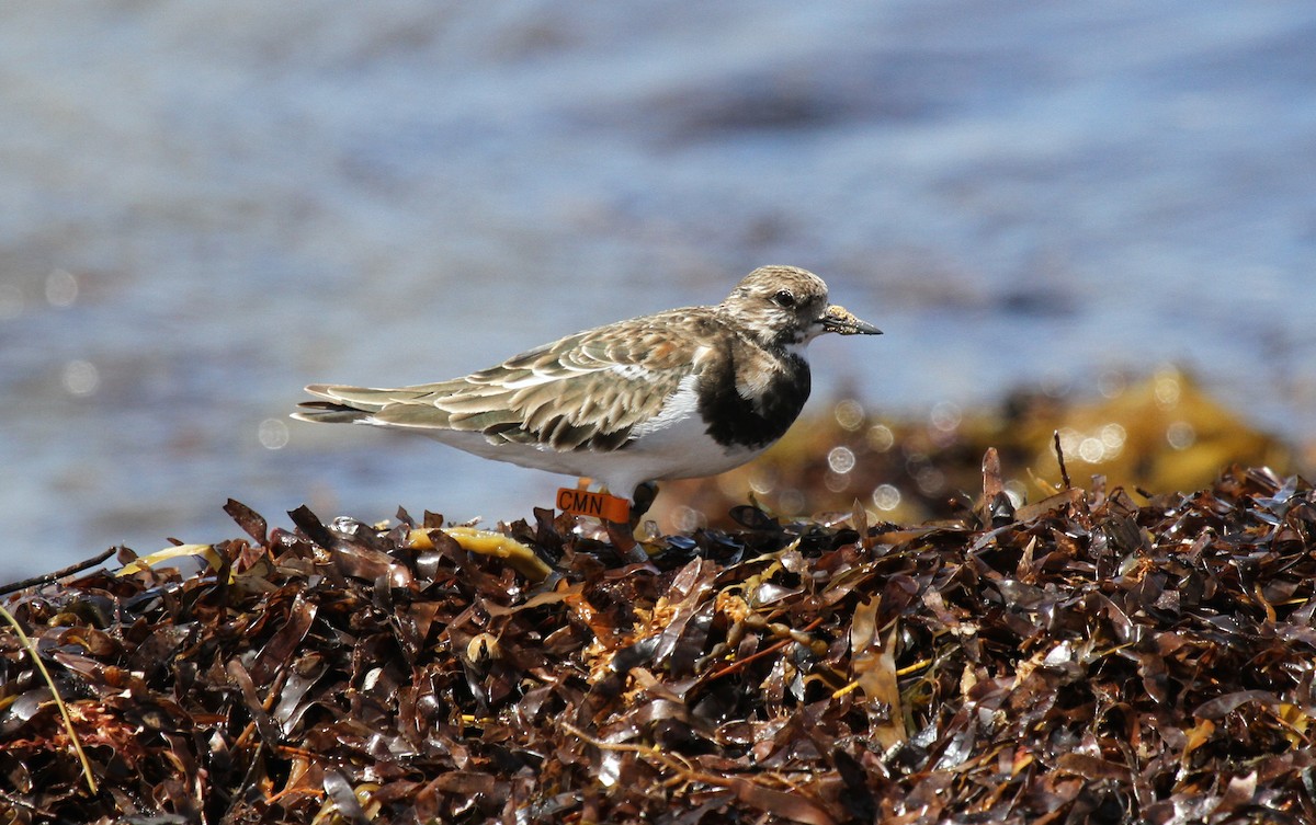 Камнешарка - ML646725463