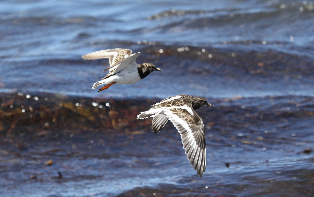 Камнешарка - ML646725464