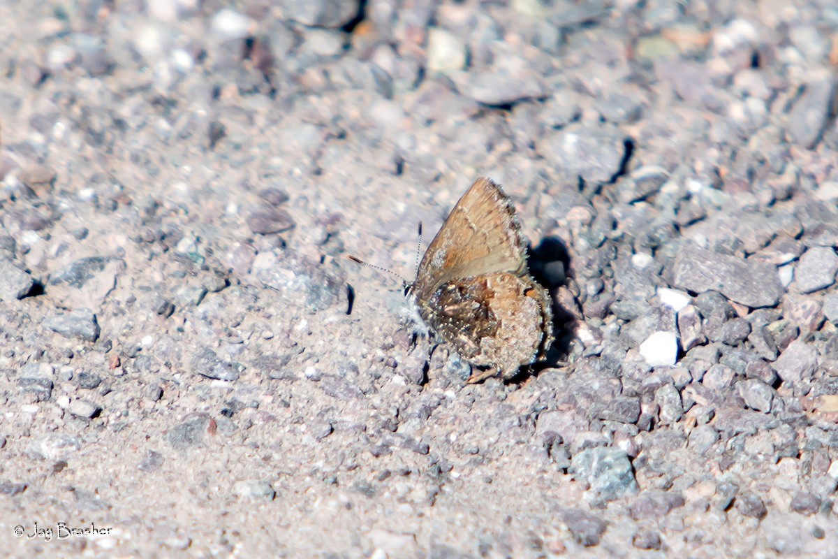 lutin grisâtre - ML646725466