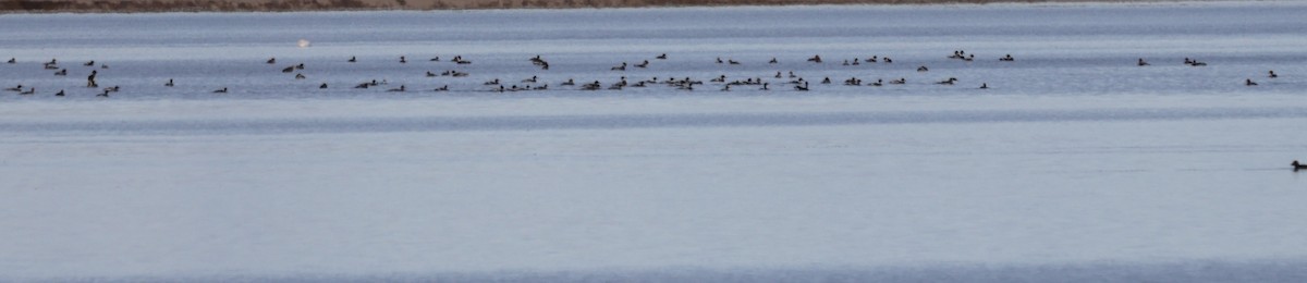 Длинноносый крохаль - ML646725467