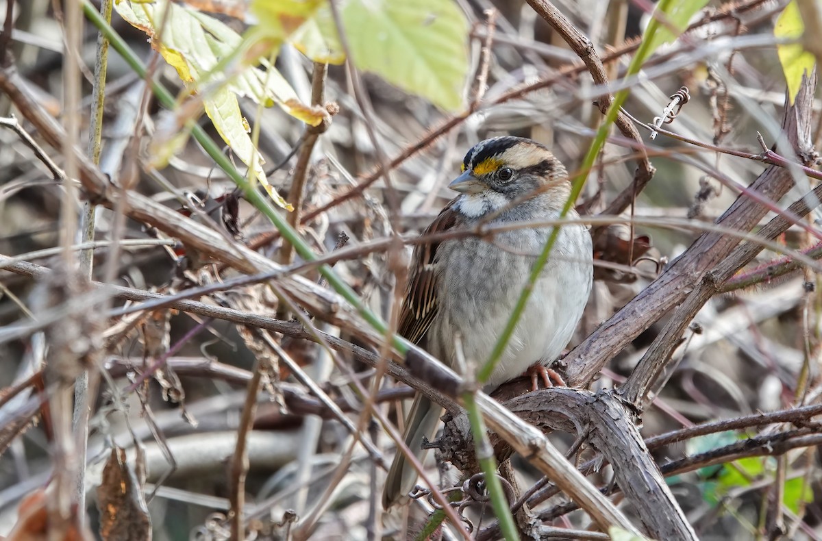 White-throated Sparrow - ML646725468