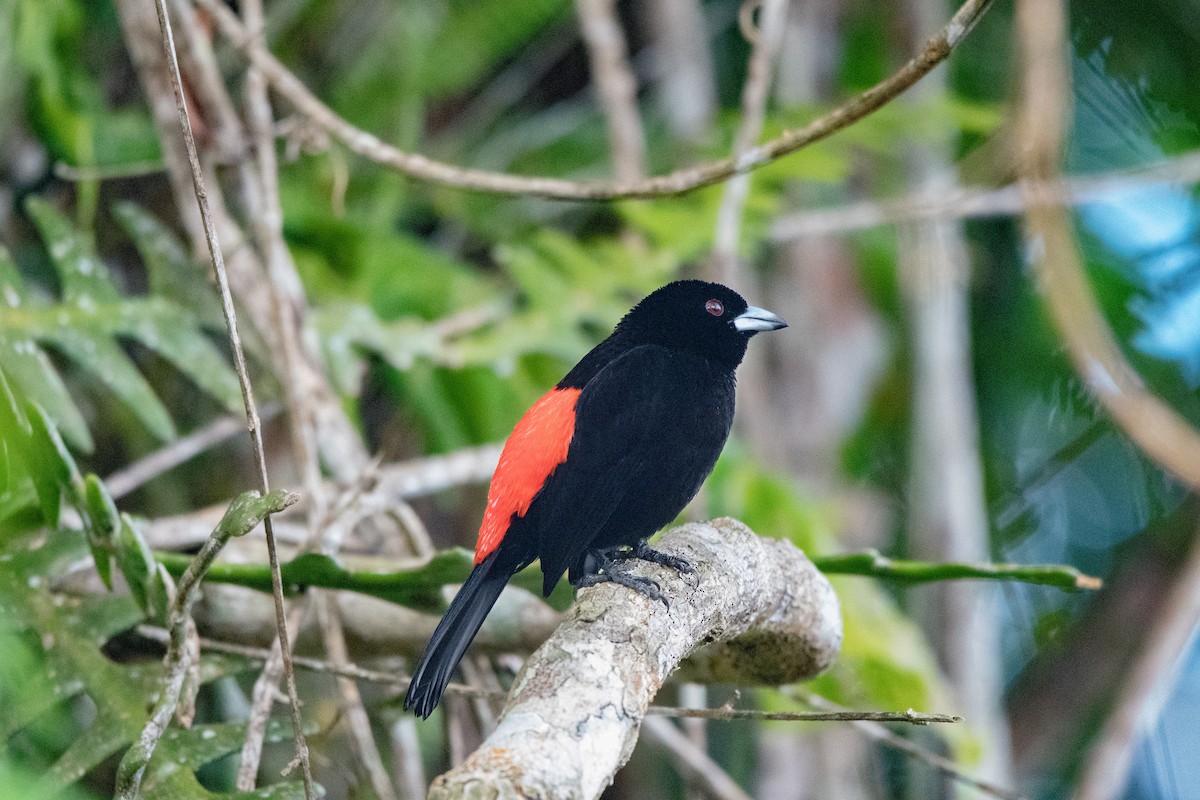Scarlet-rumped Tanager (Cherrie's) - ML646725469