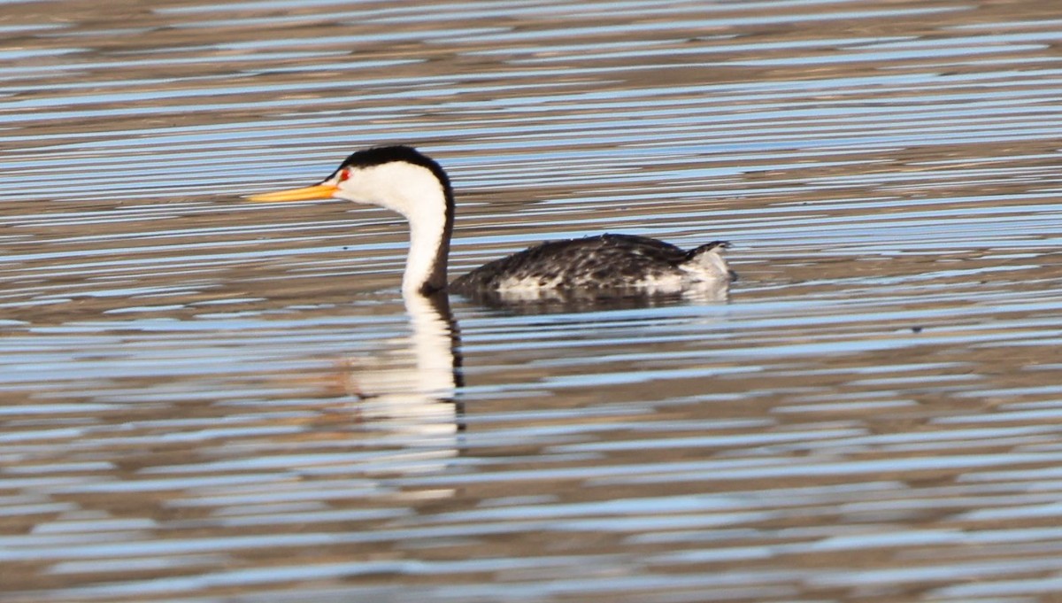 Achichilique de Clark - ML646725470