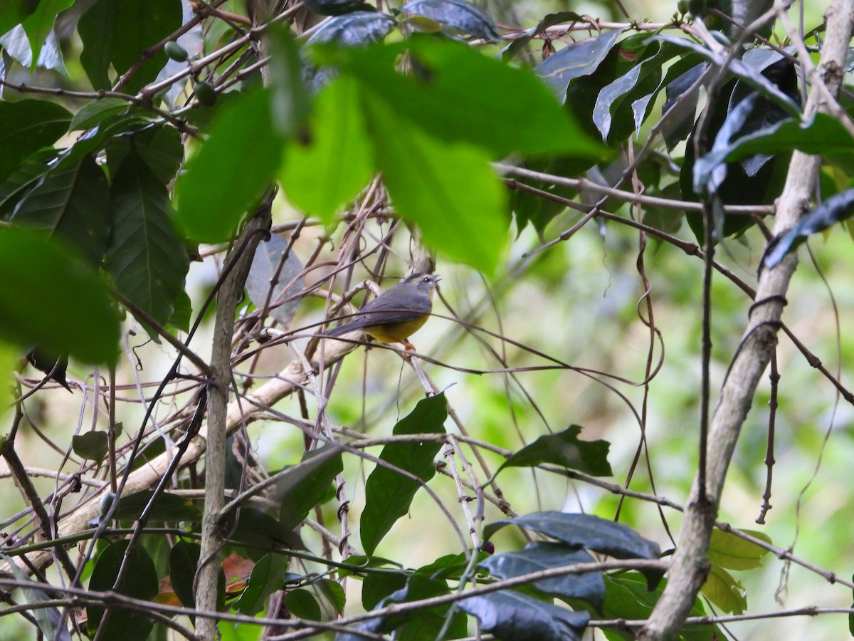 Golden-crowned Warbler - ML646725472