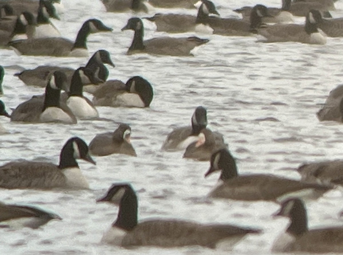 tundragås - ML646725473