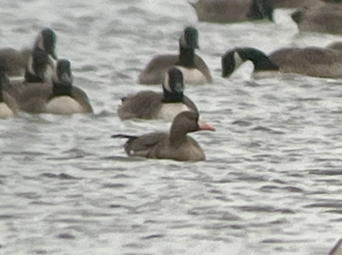 tundragås - ML646725474