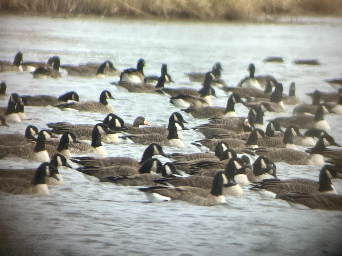 tundragås - ML646725475