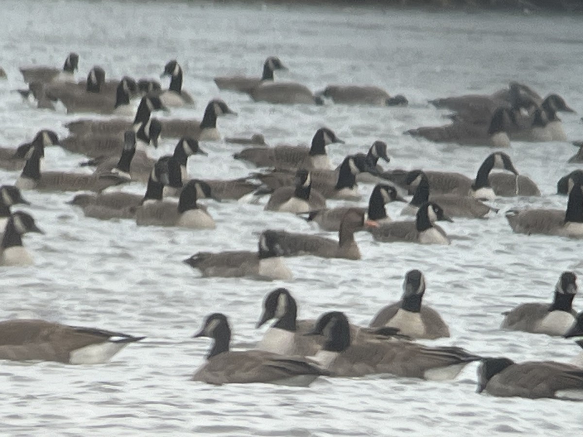 tundragås - ML646725476