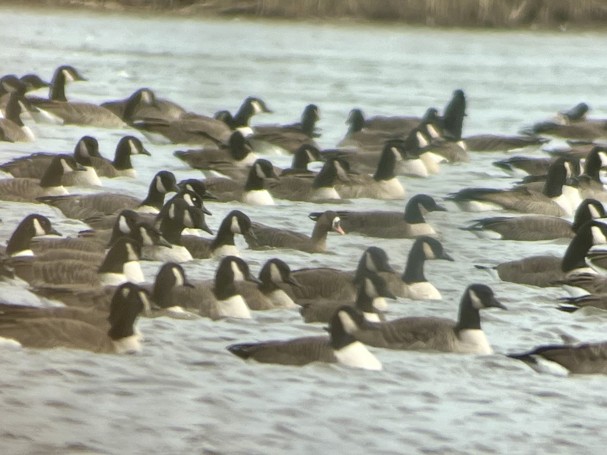 tundragås - ML646725477