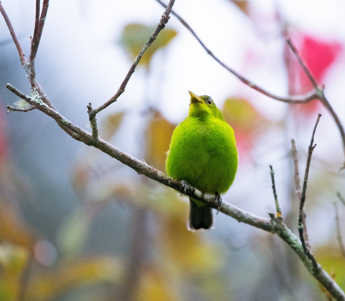 Green Honeycreeper - ML646725479