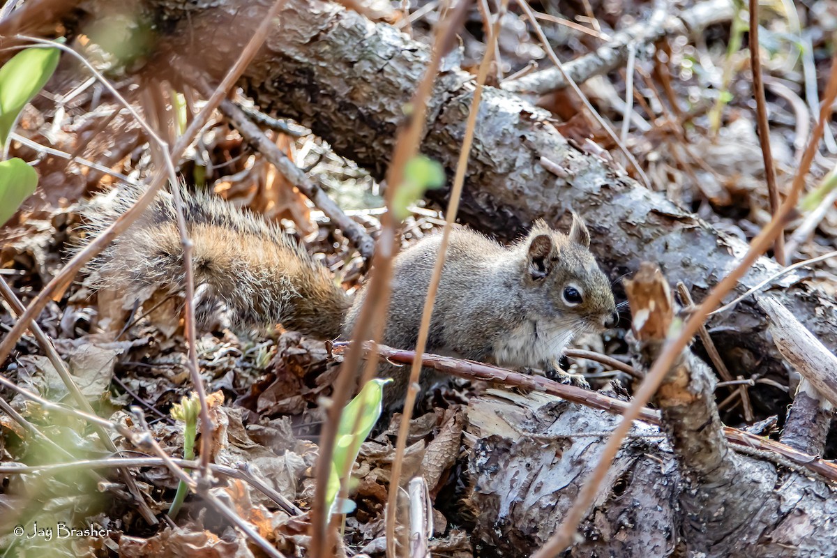 Isle Royale Red Squirrel - ML646725483