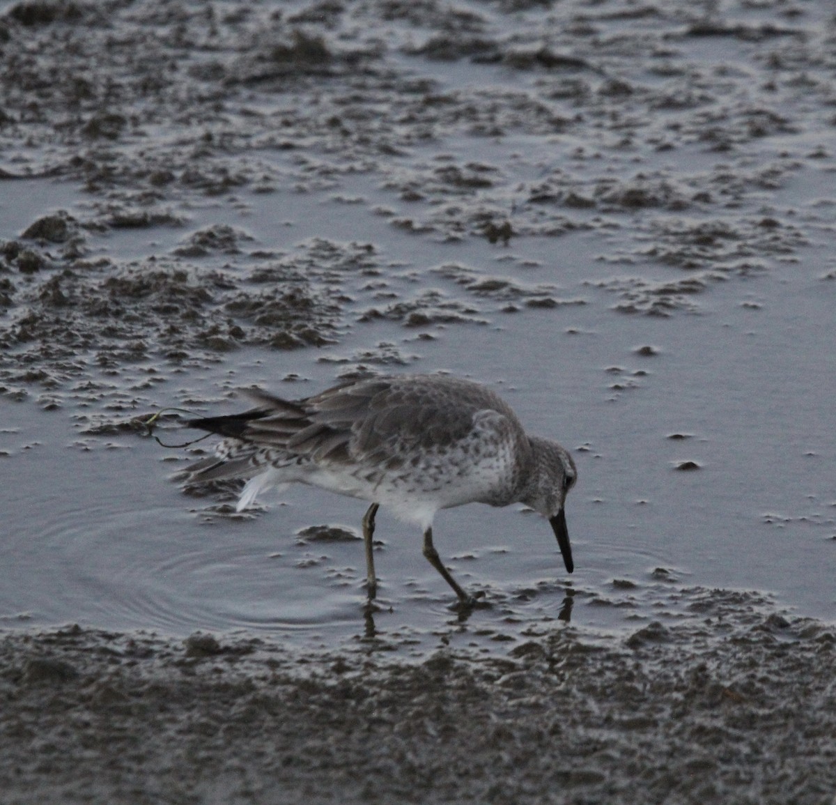חופית להקנית - ML646725484