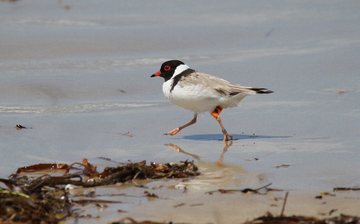 Австралийский зуёк - ML646725485