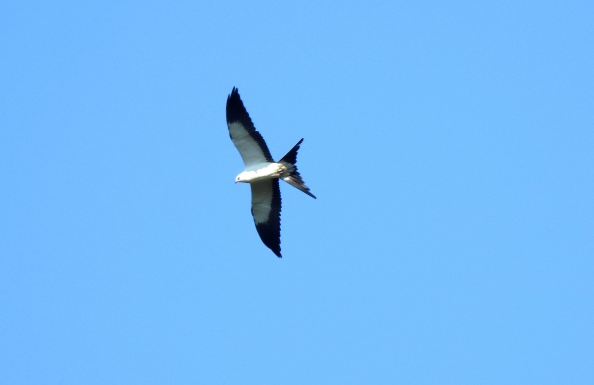 Swallow-tailed Kite - ML646725487