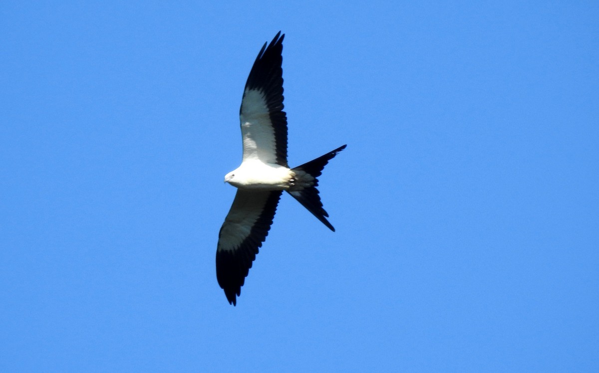 Swallow-tailed Kite - ML646725488