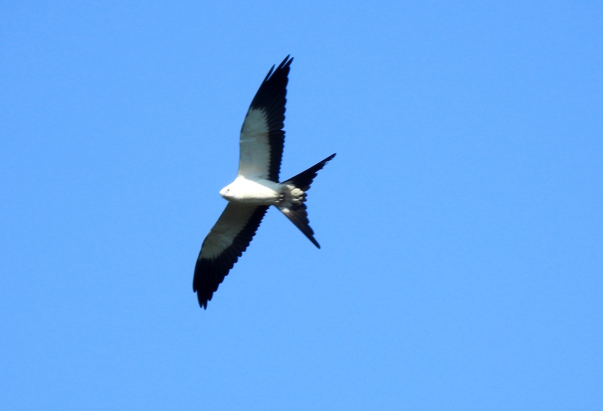 Swallow-tailed Kite - ML646725489