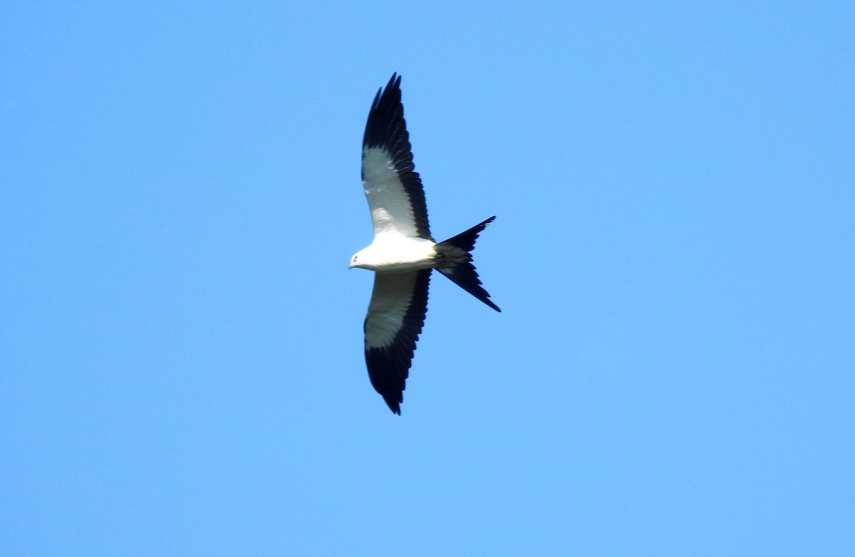 Swallow-tailed Kite - ML646725490