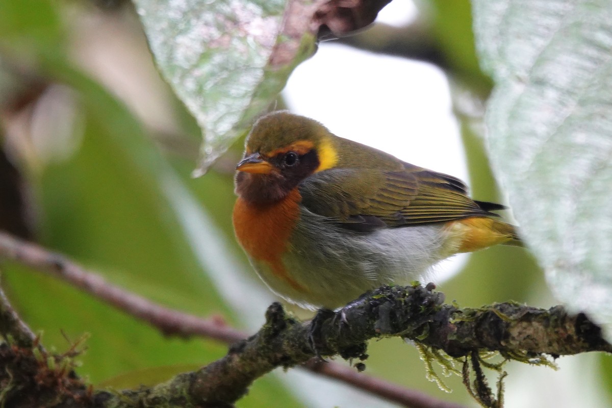 Guira Tanager - ML646725491