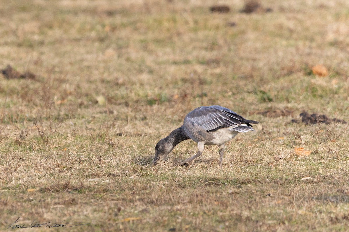 husa sněžní - ML646725492