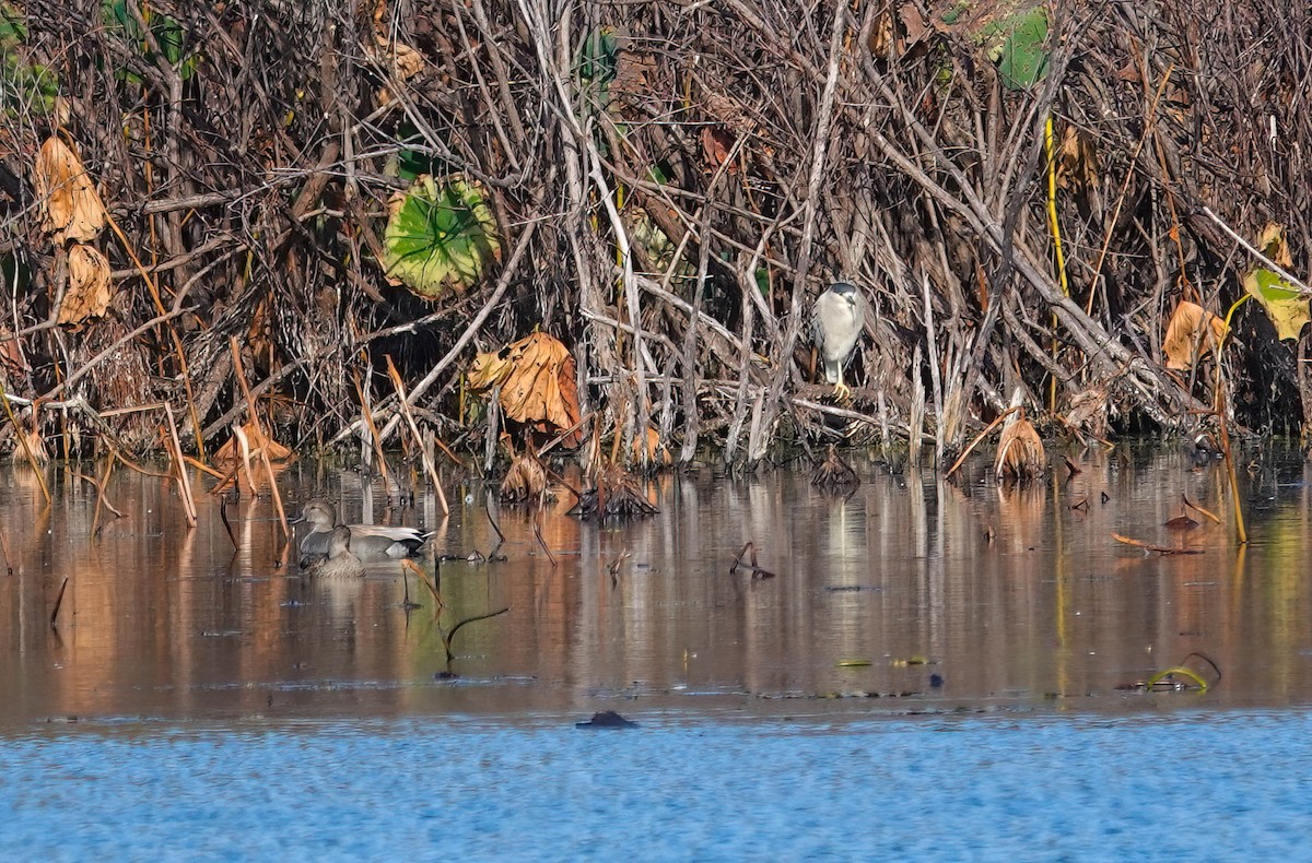 Black-crowned Night Heron - ML646725493