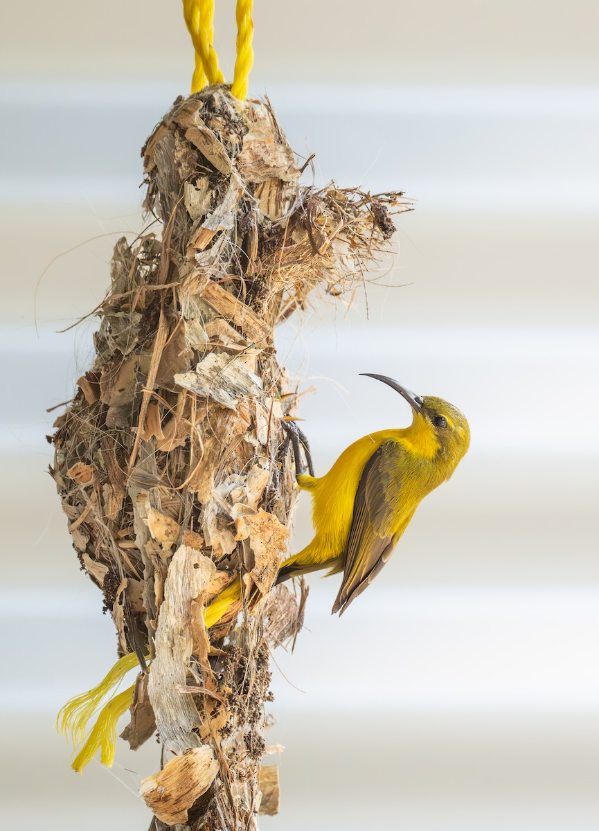 Sahul Sunbird - ML646725494