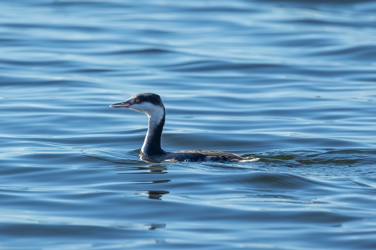 Grèbe esclavon - ML646725495