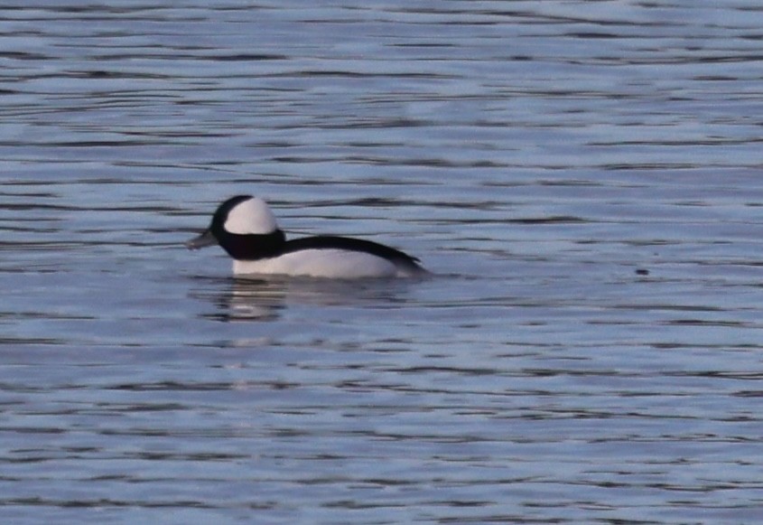 Гоголь-головастик - ML646725498