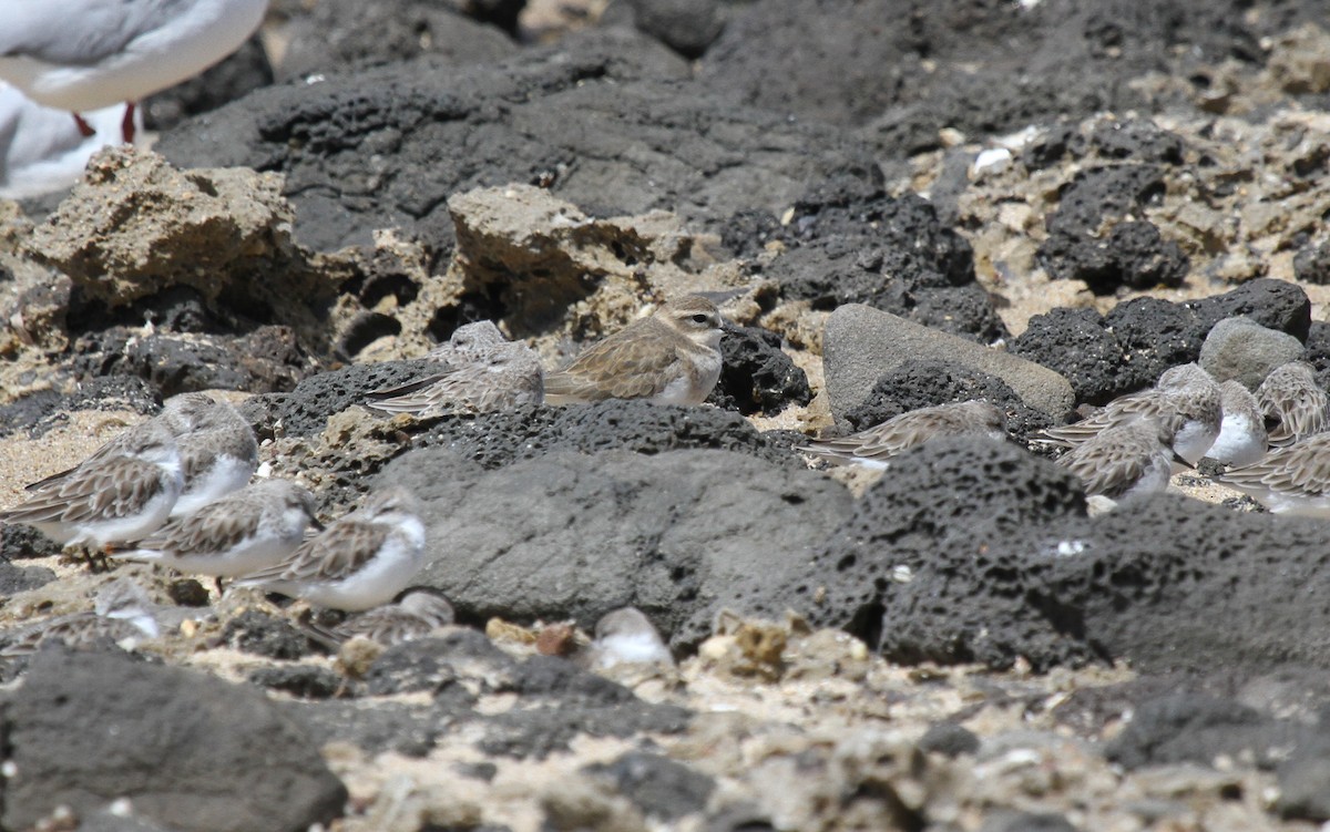 Двухполосый зуёк - ML646725499