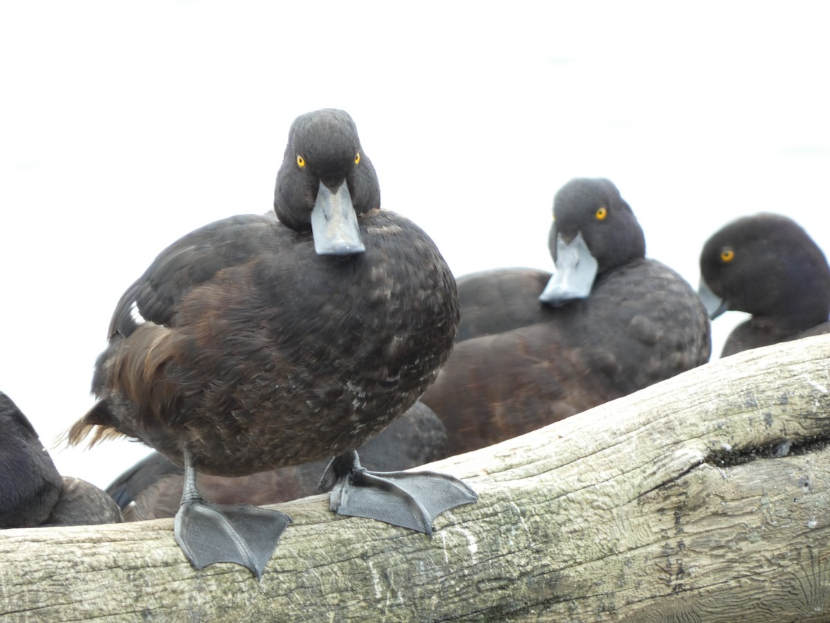 New Zealand Scaup - ML646725501