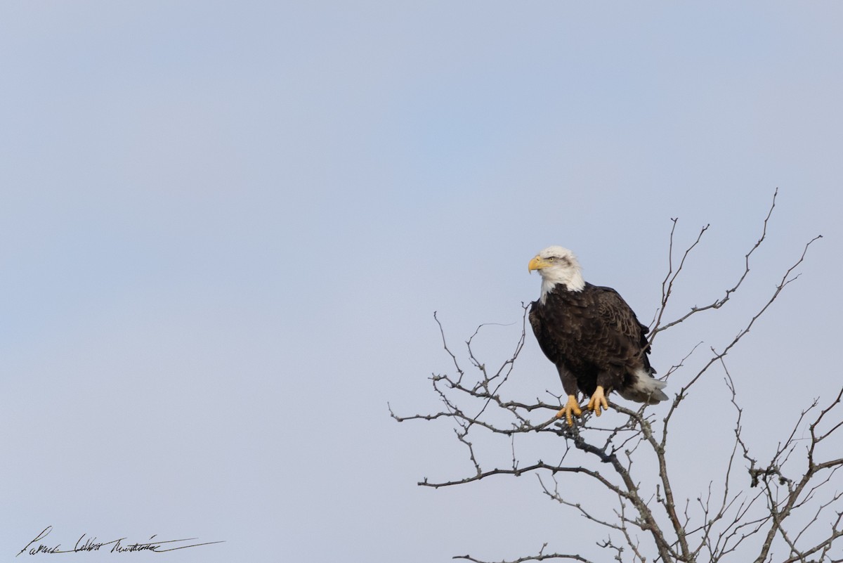 Bald Eagle - ML646725504