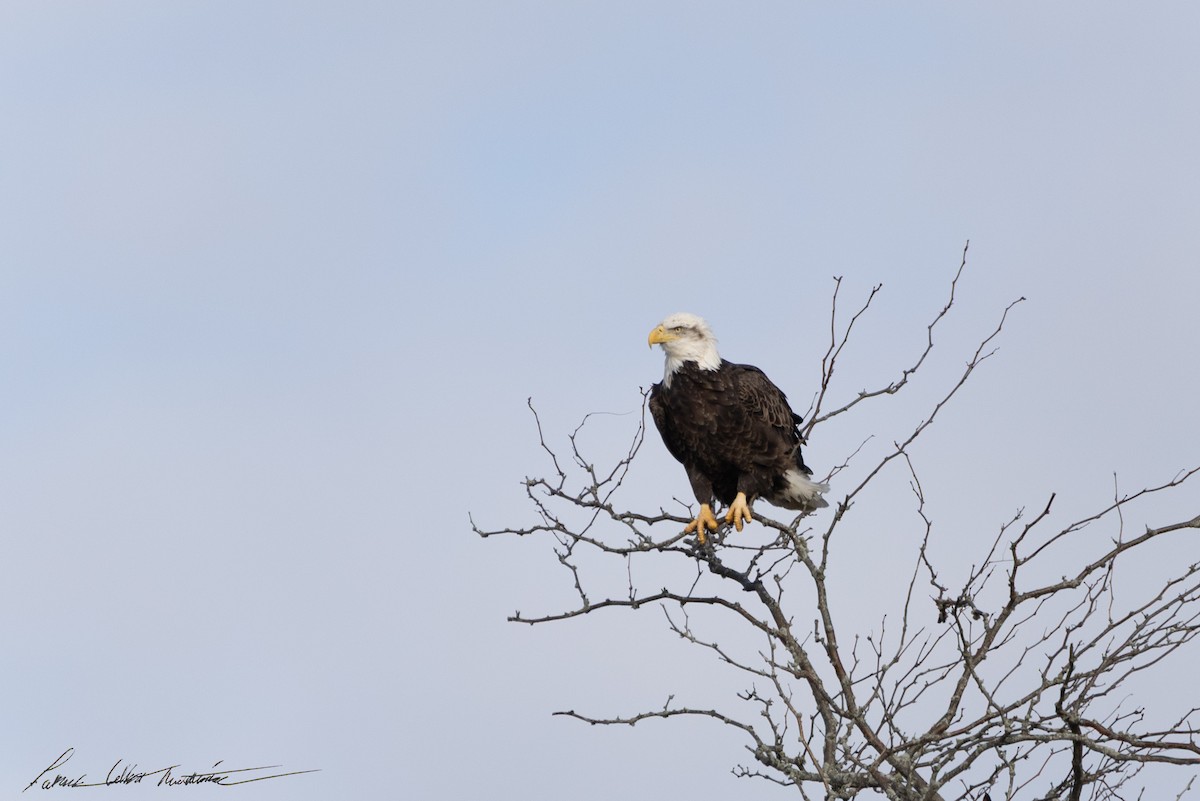 orel bělohlavý - ML646725505
