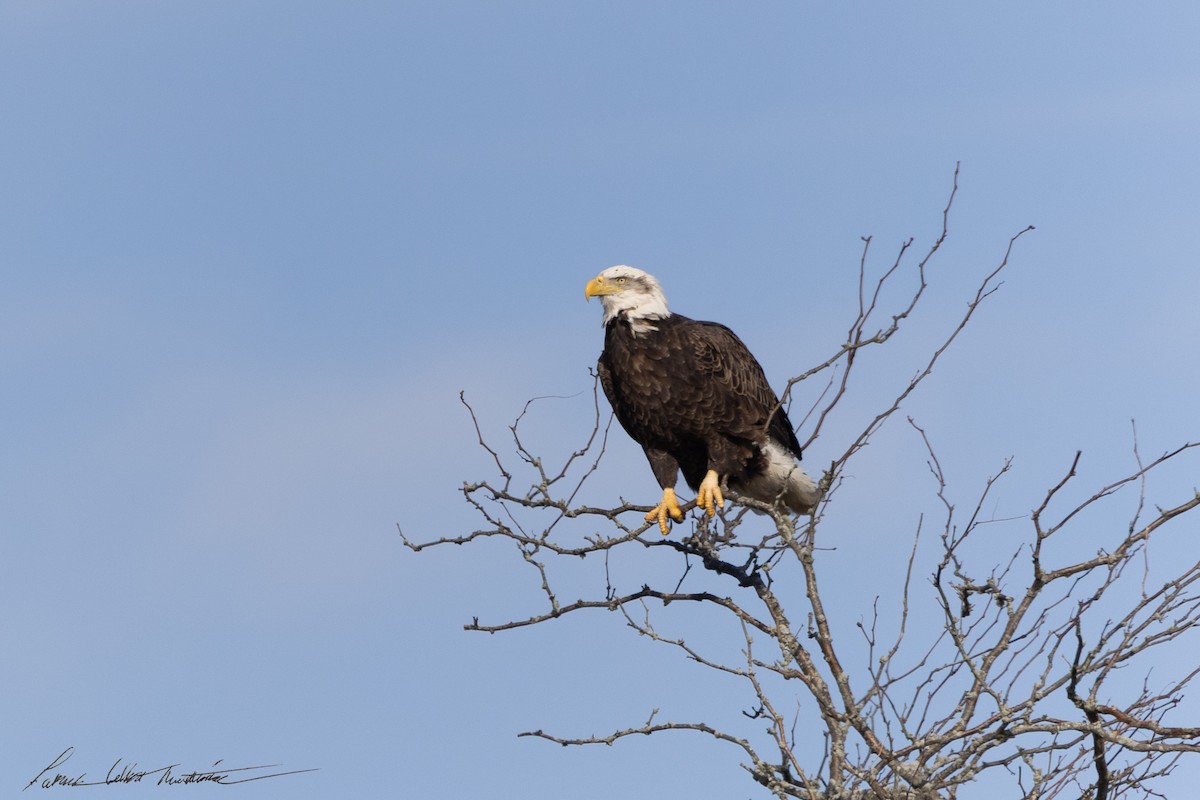 Bald Eagle - ML646725507