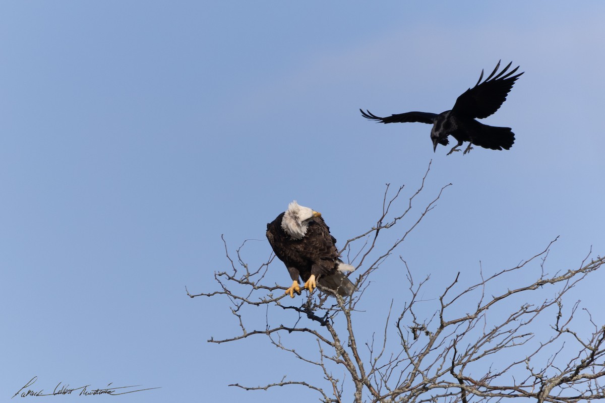 Bald Eagle - ML646725508