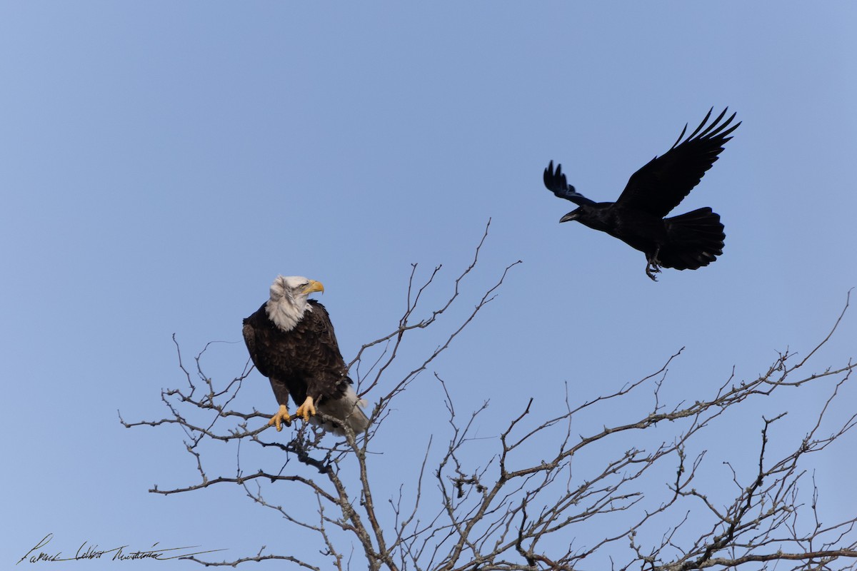 Bald Eagle - ML646725509