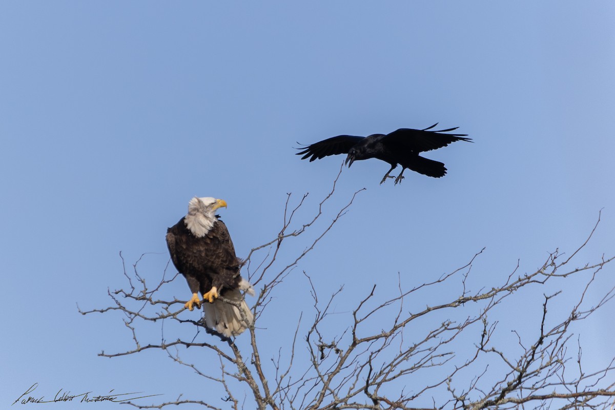 Bald Eagle - ML646725510